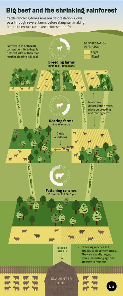 Infographic revealing how cattle supply chain complexity enables Amazon deforestation. The diagram tracks cattle movement through three developmental stages—breeding (birth-10 months), rearing (8-16 months), and fattening ranches (16 months-3 years)—demonstrating how animals pass through multiple farms before slaughter. This fragmentation creates a critical traceability gap, as only final-stage fattening ranches face effective monitoring despite most clearing occurring at earlier stages. The visualization exposes "cattle laundering" practices where livestock moves between properties with different deforestation histories, allowing beef from newly cleared areas to enter supply chains undetected. Though farmers may legally clear 20% of their land, the multi-stage production system essentially creates a regulatory blindspot that undermines sustainability certification efforts, highlighting why deforestation-free beef remains difficult to guarantee despite increased oversight at slaughterhouses.
